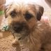 Baxter (@baxterborder1) Twitter profile photo Baxter (@baxterborder1) Twitter profile photo