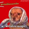 shugarshugarTH's profile picture. #พี่ก้าพาตำ ขายในช้อปปี้เท่านั้นน้าา *ร้านหยุด ส-อา. นะคะ*