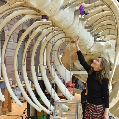 Evolutionary biologist working with marine invertebrates, Biodiversitätsmuseum Göttingen @UGoe_AEB, @uniGoettingen @biodiversitygoe