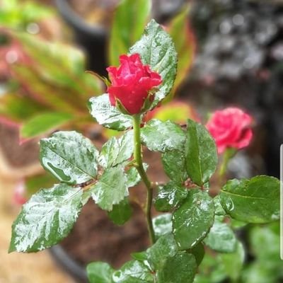 Munanto01's profile picture. Lahir :Rembang 3/8/1980 ( Kota Kartini) Jateng .
Tinggal:  di Karawang Jawa barat.Tinggi badan 176 .Berat Badan 90kg 🙈😁