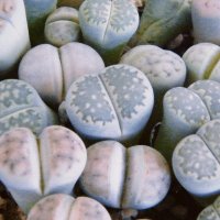 Lithopus 🔞 (@lithopus) 's Twitter Profile