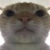 fwc (@whiteflipcat) Twitter profile photo fwc (@whiteflipcat) Twitter profile photo