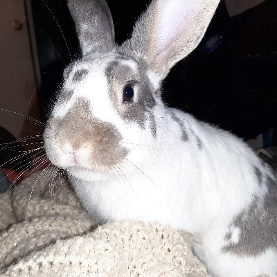 ANIMAL LOVER, ESPECIALLY BUNNIES AND DOBERMANS. PHOTOGRAPHY, GOING TO ART GALLERIES. FIBROMYALGIA/PTSD/ DEPRESSION.