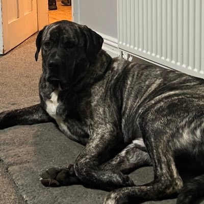 katierawlings1's profile picture. 