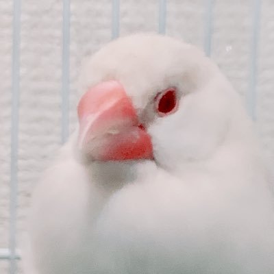 赤味噌県出身/NGME(休)/ろあおけRe/コスモスカイ/FLOラグラス/8オケ/Arc-hiveフルート・ピッコロ吹き。ヴィオラもう弾けない。バスフルートは初心者。ナガハラミニ仲間捜索中。文鳥と暮らす毎日。グラブル/FGO/メギド72/skyなど※成人済です