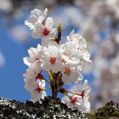 田舎で神社巡り美味しいもの巡り、素敵な場所探しをしています🍀風景写真も時々📷情報収集しつつ友達もできれば嬉しいです💕気になる方は無言フォローしてしまいますがお許し下さい💦