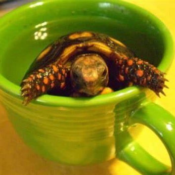ImJustATurtle2's profile picture. All Tortoises are Turtles, but not all Turtles are Tortoises.