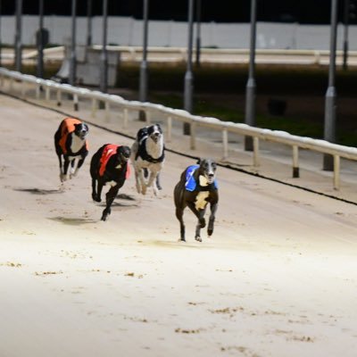 Tom Heilbron🥇Multiple Group 1 Winning Professional Greyhound Trainer. Est 2014. Newcastle. Check us out https://t.co/oILGxUTu9N