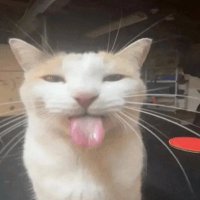nook 🧸 (@hitboxs_) 's Twitter Profile