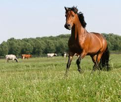 Equibright Premier Equine Bedding. Dust free, super absorbent and biodegradeable.  Check out our website to see why Equibright is totally unique...