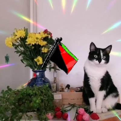 homospiensbiaiz's profile picture. Coco lib tjrs en questionnement. il/lui