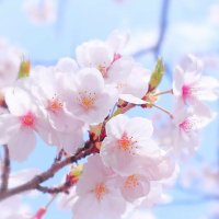 さく akapi (@akahapi0612) 's Twitter Profile