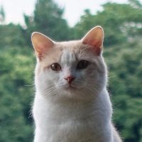 七瀬 (@nanase_coder) 's Twitter Profile