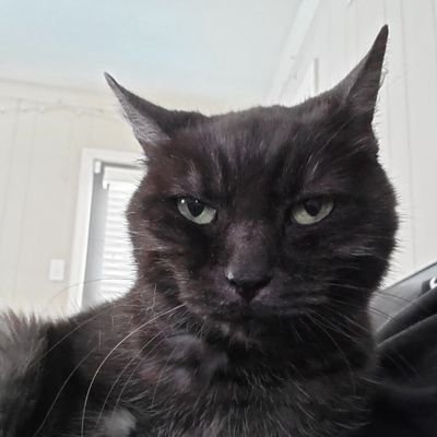 tweekcat's profile picture. ancient astronaut theorist