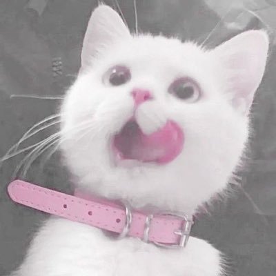 🐱さんのプロフィール画像