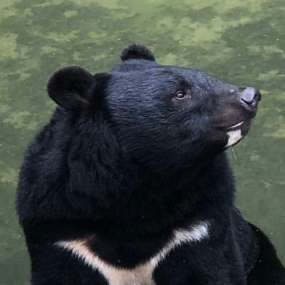 🐻もちょちょ🐻さんのプロフィール画像