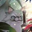 Zakiraさんのプロフィール画像