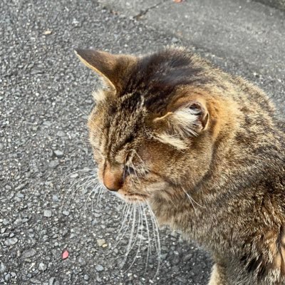 きじとらさんのプロフィール画像