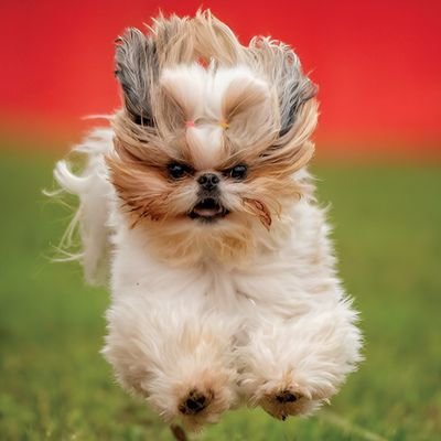 welcome to @loverUnive56608
we share #shihtzu contents daily.
follow us if you really love shihtzu