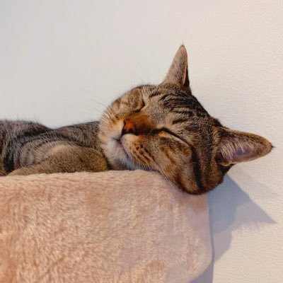 I_wanttobea_cat's profile picture. 大体通知はしんでいる🐱来世は猫になる🐱素敵バンド発掘たのちい/常に鳴き声はシロさん🤍