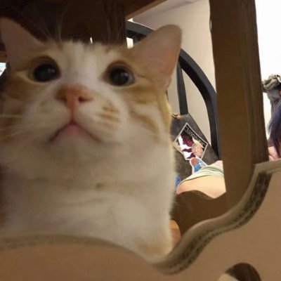 LienIris's profile picture. Marketing Manager @BitPromoWeb3       DM for collab or contact my TG below ⬇️
