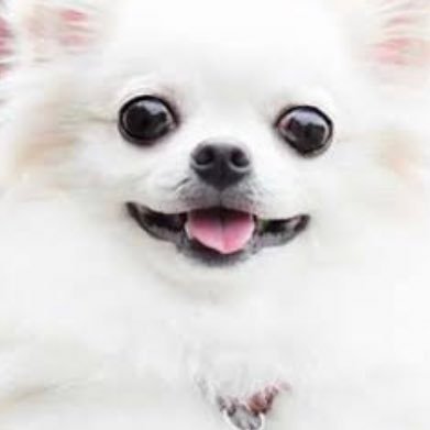 チワワさんのプロフィール画像