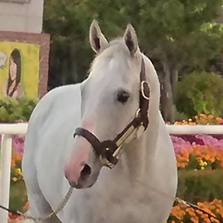 人馬ともに推しているのはエフフォーリア＆横山武史騎手🏇/ゴールドシップが好き🤍今は子どもたちを応援中✊/FRBご自由にどうぞ/無言フォロー失礼します