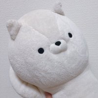 はちゃ(@hacha_jp) 's Twitter Profile Photo