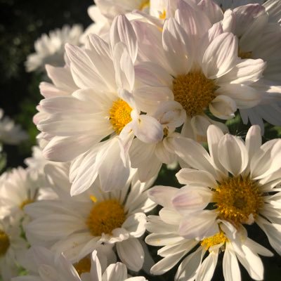 shinonome7810's profile picture. mmd好きの民。FF/刀剣乱舞/スプラなど。 20↑