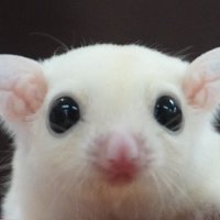 モモンガ (@kiwamimomonga) 's Twitter Profile