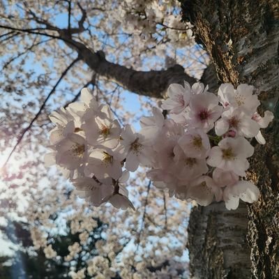 🌸만개하는 그 날까지🌸:)/ 쪽지는 사절입니다~ 

 #선팔 #맞팔