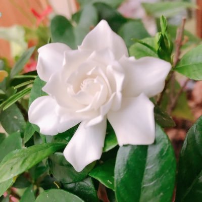 muku@仮面ライダーセイバー公式をフォローしてくださいさんのプロフィール画像