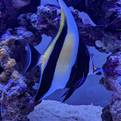 海好きな生物部員。岸壁採集や磯採集を初めて7年目。目標だった人生初のヤッコ採集に成功し嬉しさの余韻に浸ってる毎日です笑
分からないことだらけですが、採集家の方々とたくさん情報共有出来たら嬉しいです。金魚やクワガタなどもやってます。無言フォロー失礼します。
