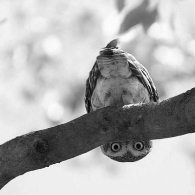 darkst2018's profile picture. a bored guy