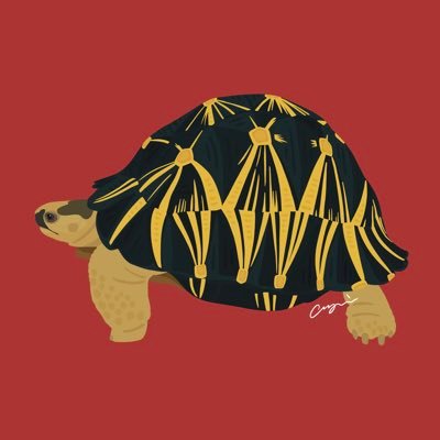 カメがかなり好き🐢 ⭐️Instagramのアカウントが乗っ取られてしまい、新しいアカウントで再出発してます。
