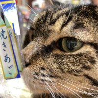 ゆんこ。 (@yunkokko) 's Twitter Profile Photo