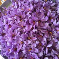 SAFRAN ve SAHLEP üreticisi (@s_ureticisi) 's Twitter Profile Photo