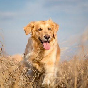 大きい犬を愛しています