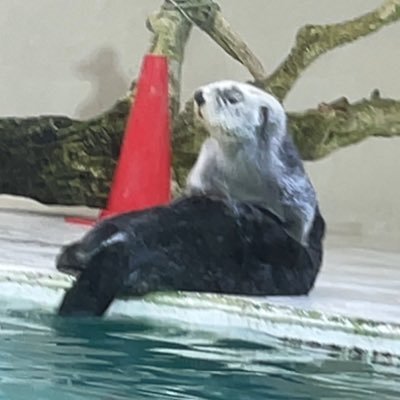 mikochidayo's profile picture. L寄りB よくシスヘテロに間違えられるセクマイになりきれない中途半端な人 ペシミスト
