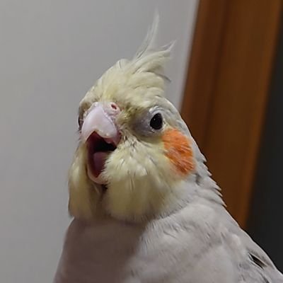 飼い主は今日も愛鳥に負ける。オカメインコ（あるさん）、ウズラ（ホルス、おもち（ひーちゃん22.07.19、ゴマ23.06.21、なな24.01.22🌈））と暮らす元社畜です。
我が家の可愛い子たちをお届けする場所。
（　#鳥好きさんと繋がりたい　
）無言フォロー失礼します！🐣

8964事件