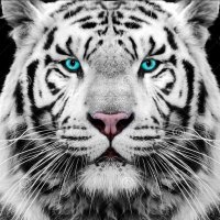 Tiger(@Wolf1766Freedom) 's Twitter Profile Photo