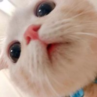꿀차 (@2009_10_16__) 's Twitter Profile