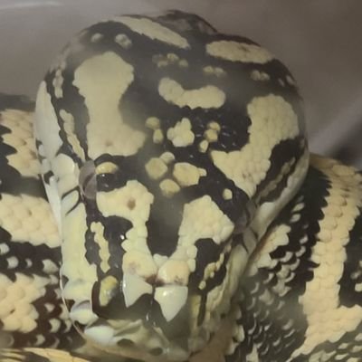 _taisho_0038's profile picture. 百合を啜る怪物