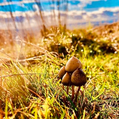 Amateur Mycologist with a love for magic 🍄🧙‍♂️👽