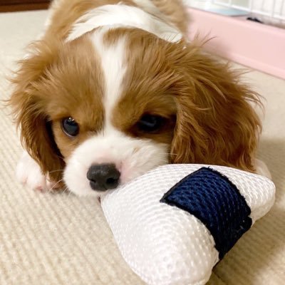 ckcs_tarte1228's profile picture. キャバリアキングチャールズスパニエルのタルト君です🐶🐾▶🎂2022.12.28 ▶🏡2023.3.22に我が家にやってきました🍀うさぎ2羽とタルトと暮らしてます！InstagramとTikTokでも写真や動画をupするので気軽にフォローしてください🐶📸キャバリア/ブレンハイム/オス