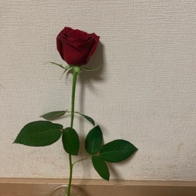 jkano9127's profile picture. 言葉で紡げないほどの愛　아포방포💐