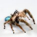 Arañas Argentinas/Argentinian spiders (@Aranias_Arg) Twitter profile photo