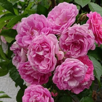 hime_sakurasaku's profile picture. 🌸無言フォロー失礼致します(🌸ᴗ͈ˬᴗ͈)ﾍﾟｺﾘﾝ🌸韓国漫画etc…推し漫画が沢山あり過ぎて💦🌸ピッコマ民🌸LINEマンガ🌸DQ(✿´ ꒳ ` )🌸FF7ECプレイ中🌸