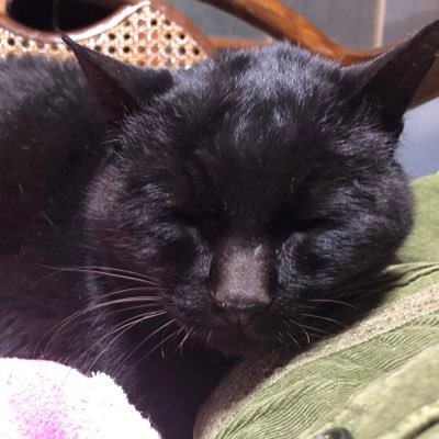 黒猫女帝🐈‍⬛👑@△▲▽▼▷▶◁◀💖💙💜さんのプロフィール画像