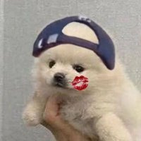 굿 (@tibizigood) 's Twitter Profile